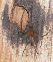 Tetragnatha_ZZ221_F2156_Z_80_Les Gris_Frankrijk